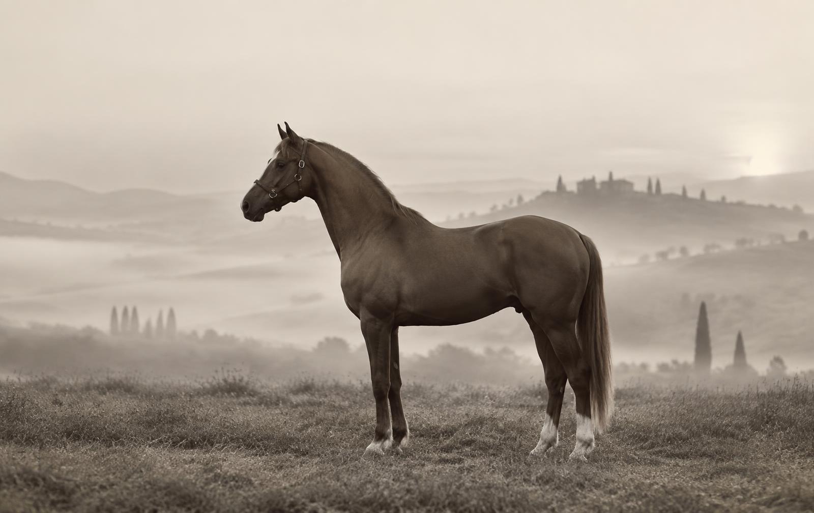Cavallo in un paesaggio italiano all'alba